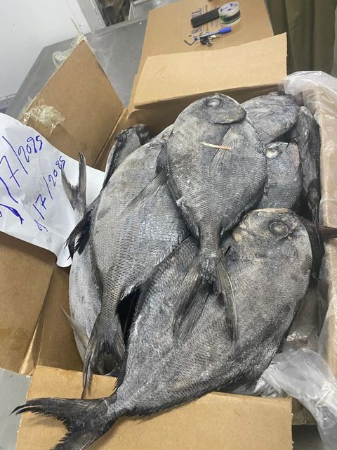 Atlantic Pomfret Quality 1 Size 800 - Image 4