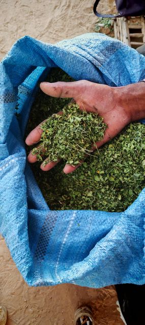 Premium Organic Dried Moringa Oleifera Drumstick Leaves and Fine Leaf Powder Bulk Export Grade - Image 4