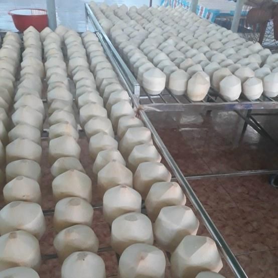 Diamond Shape Coconut Fragrant Fresh Coconuts High Grade Young Coconut- Whatsapp 0084989322607 - Image 1