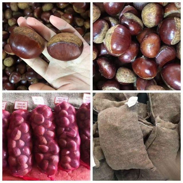 fresh chestnuts Origin China Features Organic Product Type Fruits & Vegetables - Image 4