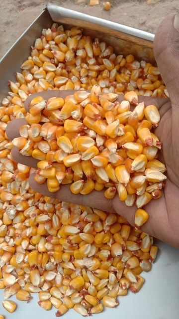 Non-GMO Yellow Maize – Premium Quality for Food & Feed Hs Code 1005 Ash Max. 1.5% Origin Tanzania Crude Fat 3% – 4.5% Packaging 25kg,50kg - Image 1