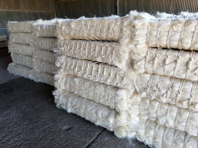 SISAL FIBER GRADE UG From Kenya Ready For Export - Image 3
