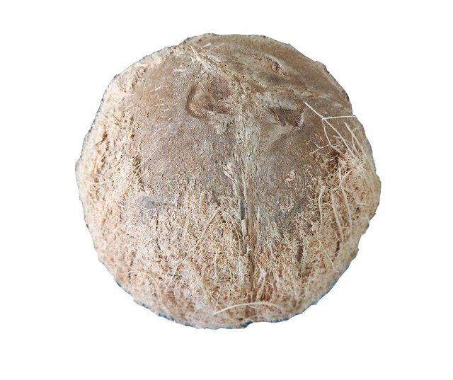 Semi husk mature coconut - Image 4