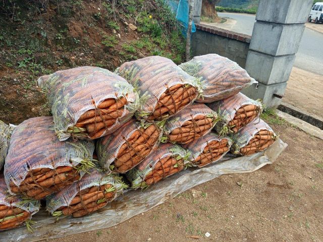Carrot - Image 3