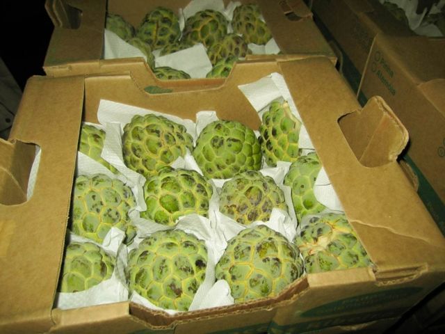 Fresh custard apple from vietnam with high quality and competitve price for export ready to shipping EU , US, ASIA Market - Image 4