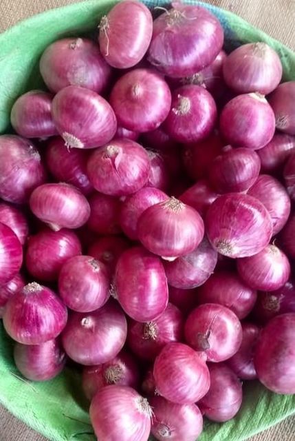 RED ONION - Image 1