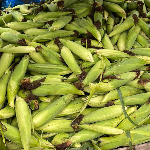 Enjoy Natural Fresh Harvest Farm Fresh Corn Cobs 10kg Export Box For Sale - Image 3