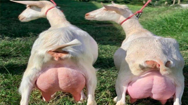Premium Live Milking Saanen Goats Healthy Dairy Breed With High Milk Production Farm Raised Excellent Quality Wholesale - Image 1
