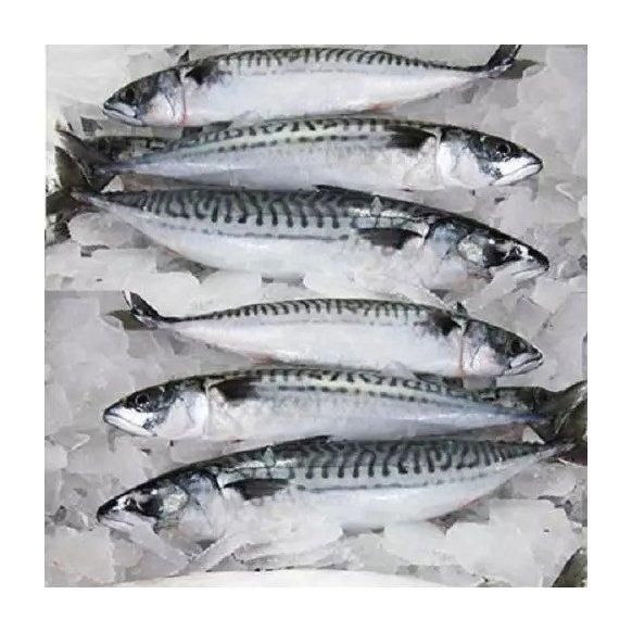 Land frozen Long tail tuna whole frozen tuna fish. - Image 3