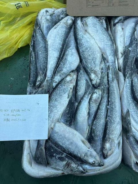 Frozen Herring Fish Premium Ocean Seafood Product With Balanced Oil Content For Frozen Fish Import Programs - Image 4