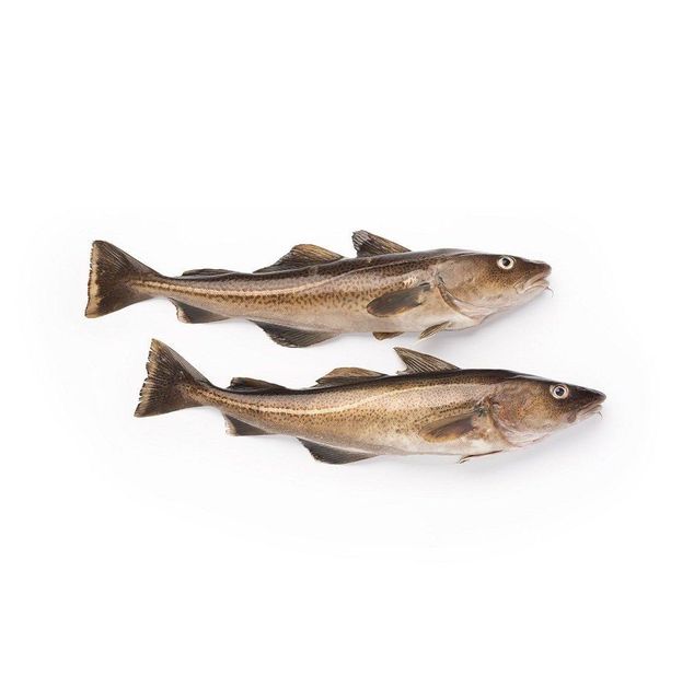Wholesale Cheap Price Best Quality Frozen Fresh Atlantic cod Fish / Fillets For Sale Worldwide Exports - Image 1