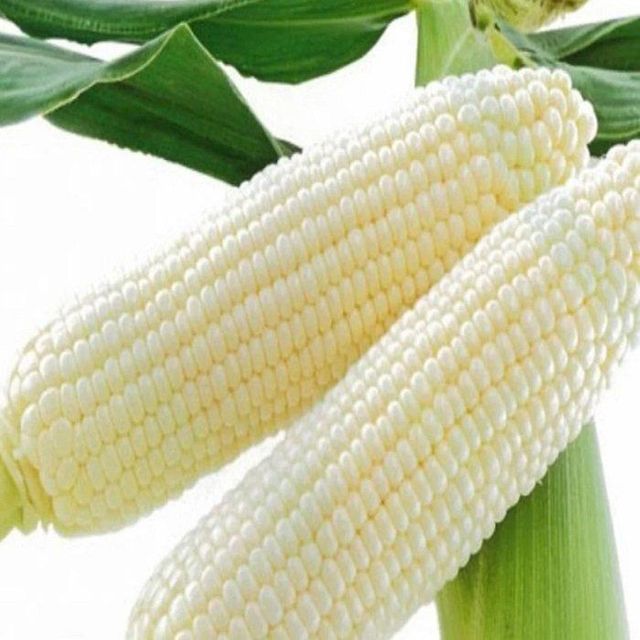 Premium Brazil White Corn Non GMO White Corn Kernels For Food Industry And International Export Buyers - Image 4
