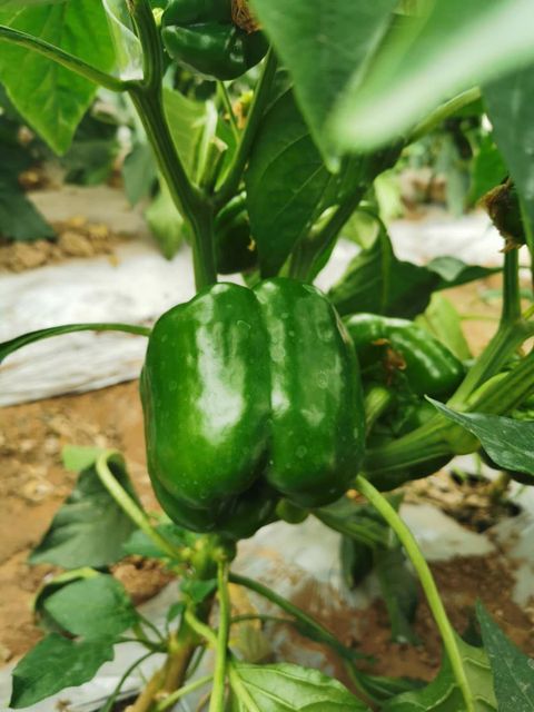 China Origin Red Yellow Green Fresh Colorful Bell Pepper Type common Style Fresh Ingredients No Model Number 001 Shelf Life 20 - Image 4