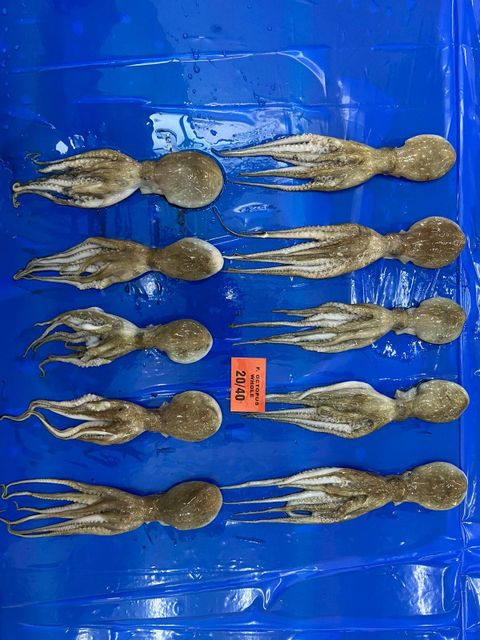 FROZEN OCTOPUS WHOLE - Image 2