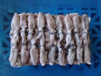 Cheap Frozen Indian Squid China Frozen Squid - Image 3