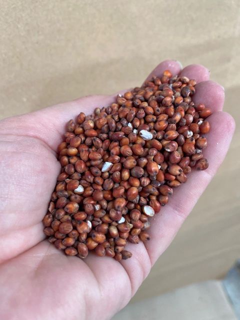 Factory Price Red Sorghum Ready For Wholesale Distribution And Export - Image 5