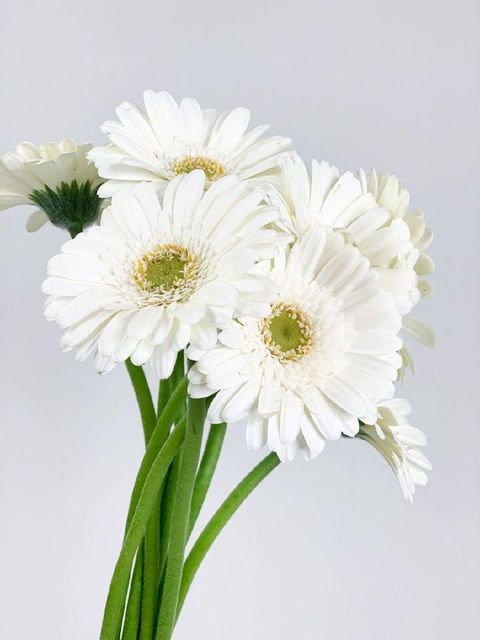 Gerberas Grade Export grade Stem Length 40–60 Cm Head Diameter 8–12 Cm Brand Name Fiori flowers Storage Temperature 2–5°c - Image 4