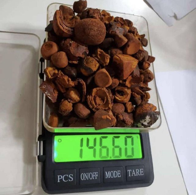 Premium Natural Cow Gallstone for Traditional Medicine and Herbal Remedies - Image 4