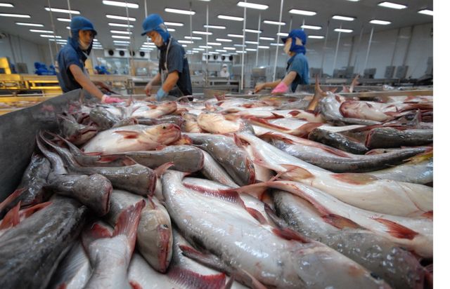 VIETNAM High Quality Frozen BASA fish (PANGASIUS) Frozen Pangasius Fillet/Pangasius fish - Image 4