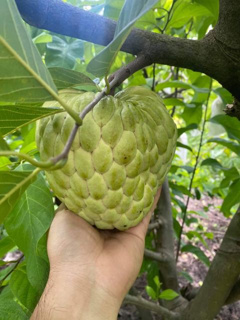 Fresh Custard Apple from Vietnam high - quality and best price for export - Image 3