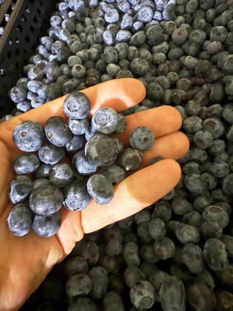 Poland Blueberry Origin Poland Organic No, Yes - Image 4