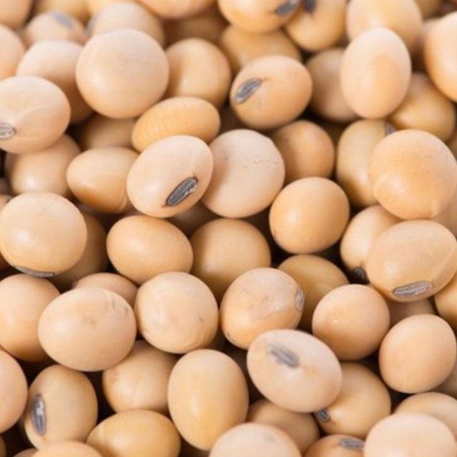 Organic Non GMO Soybean Seed Sustainable Soybean Seed Ensuring Reliable Germination And Strong Plant Health - Image 3