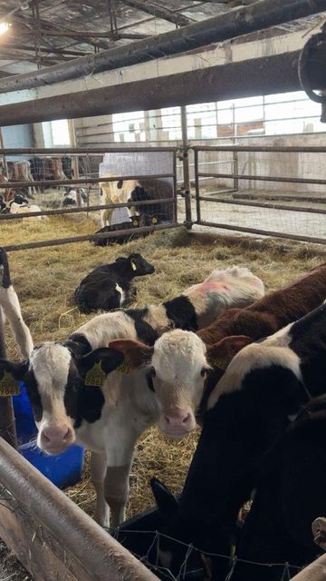Live Calves, Dairy & Beef Breeds, From 14 Days Type Live Animals Quality Export Quality Place of Origin Latvia Weight (kg) 50 kg and - Image 4