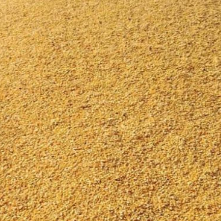 Wholesale White & Yellow Corn for Animal Feed | Feed Grade Maize | Bulk Export Supplier Thailand - Image 1