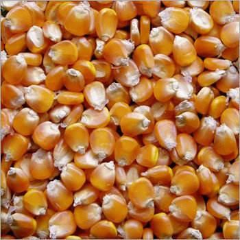 High Grade Brazilian Corn frozenchickenexports.com - Image 4