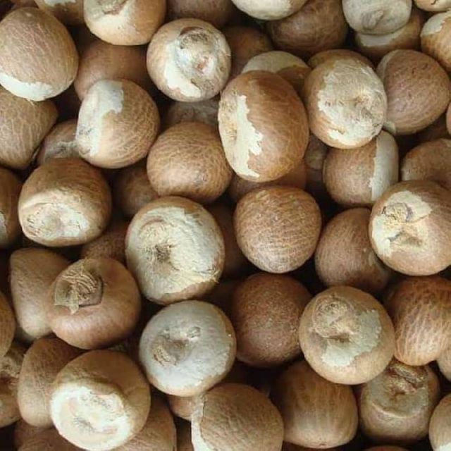 High Quality Raw Betel Nuts Packed For Overseas Shipment With Careful Sorting And Export Ready - Image 3