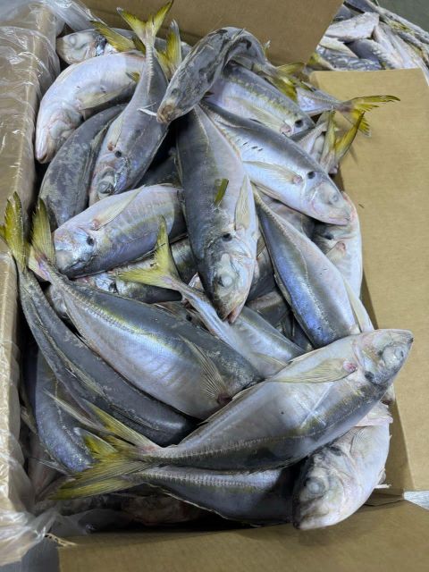 Trachurus Trachurus hores mackrell Grade A Size 16+ 20+ 25+ Spanish Name Jurel French Name Chinchard Brand Name ASMAK FISH - Image 1