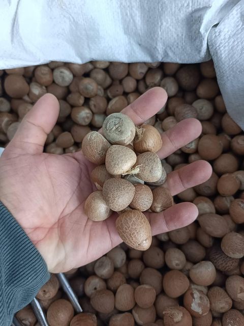 Areca nut - Image 1