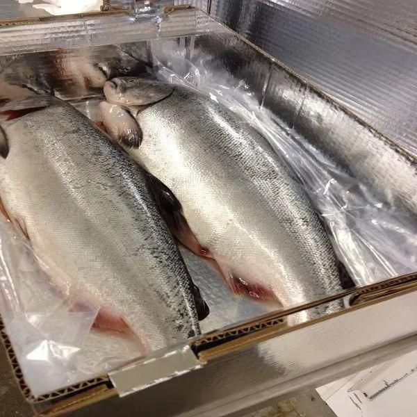 Frozen Salmon Fish - Image 2