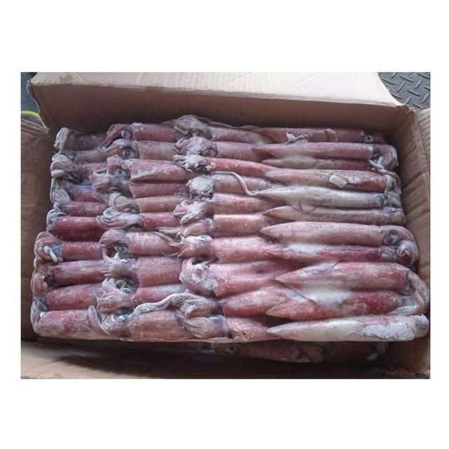 Good Quality Cheap Price Frozen Whole Loligo Squid For Export - Image 3