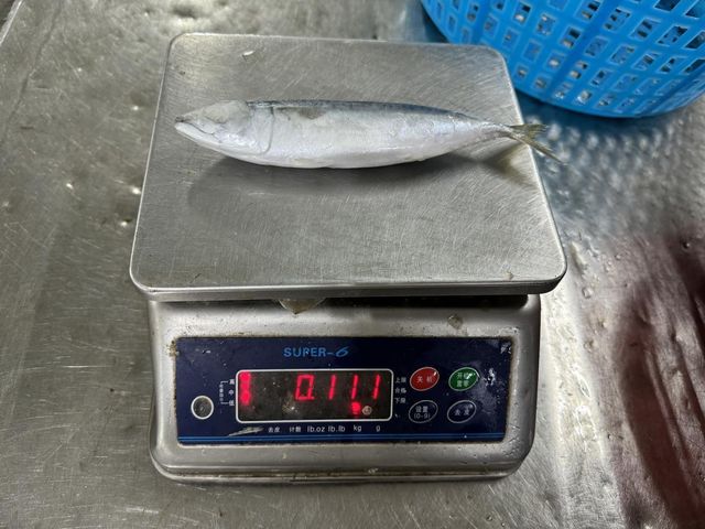 Frozen Atlantic Mackerel Fish Carefully Processed Marine Catch For Frozen Seafood Importers And Market Suppliers - Image 1