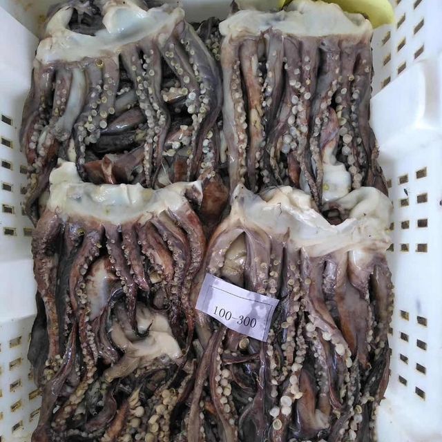 Cheap Frozen Indian Squid China Frozen Squid - Image 4