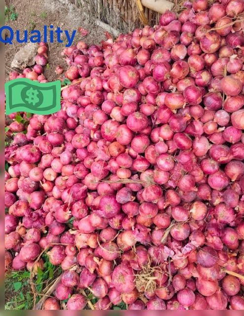 Onion – product photo 1, product detail gallery