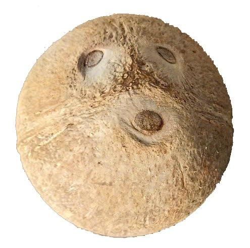 Semi husk mature coconut - Image 5