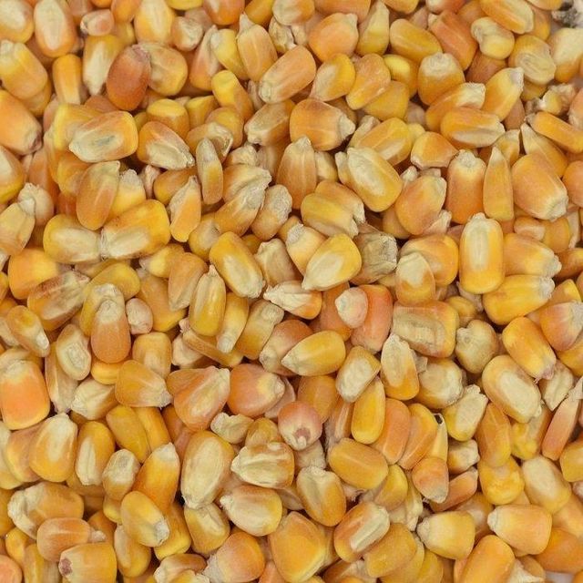 Dried Non-Glutinous Yellow Corn Feed Grade Bulk Animal Feed 14.5% Moisture 100% Maturity 12-Month Shelf Life - Image 2