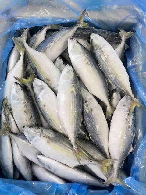 BEST QULAITY FROZEN INDIAN MACKEREL WHOLE - Image 7