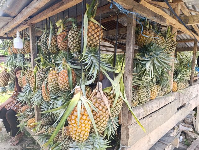 Fresh Pineapple Grade A-B Origin Indonesia Average Weight 2 – 3 Kg Per Fruit Supply Capacity 10–15 Tons Per Month Taste Naturally Sweet, Aromatic, Juicy - Image 4