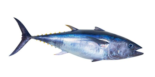 TUNA FISH Type Frozen Tuna Fish Ingredients Frozen Tuna Fish Form Fresh, Canned, And Frozen Application Various Culinary Applications - Image 4