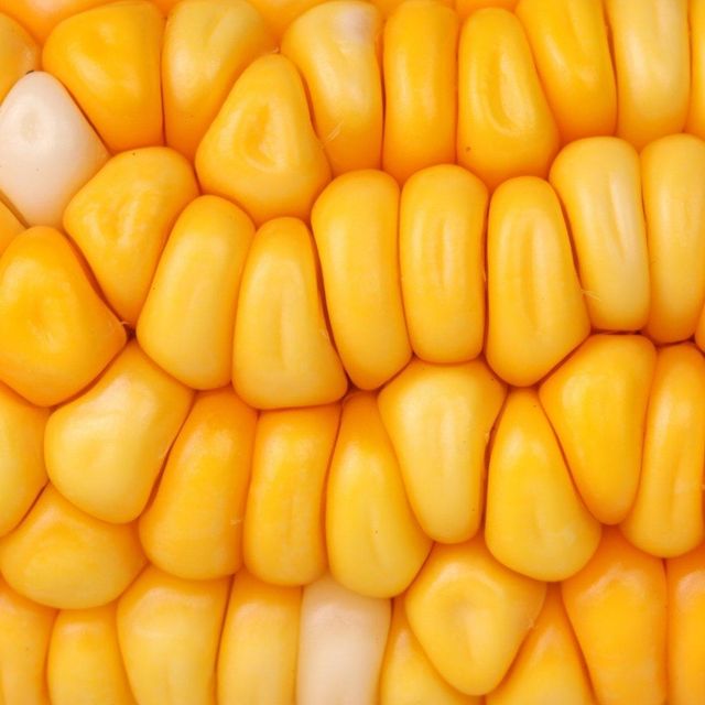 Organic Field Cultivated White/Yellow Maize Supplied With Natural Quality Packing For International Food Ingredient - Image 3