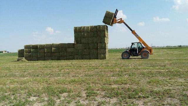 Alfalfa Al-Hijazi - Image 3