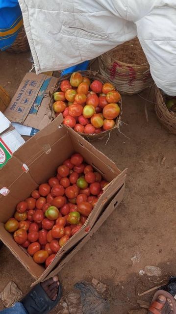 💯 organic dehydrated tomato made out of fresh tomato only Grade Utc Origin Nigeria Color Vibrant Red Purity 100% Organic - Image 3