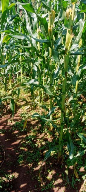 Sweet corn - Image 1