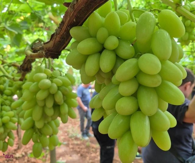 Fresh Thompson Grapes Export Quality - Image 3
