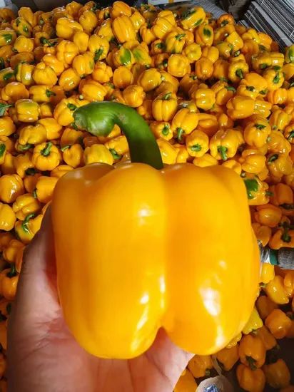 Fresh Bell Pepper in Green Red Yellow Color From China for Export Directly - Image 2