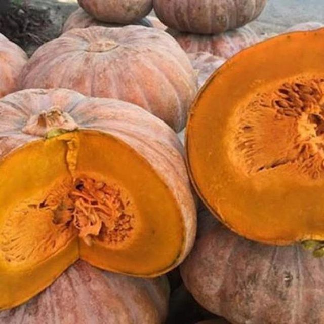 High Quality Fresh Pumpkin for Bulk Supply to Food Processors Wholesalers and Distributors - Image 1