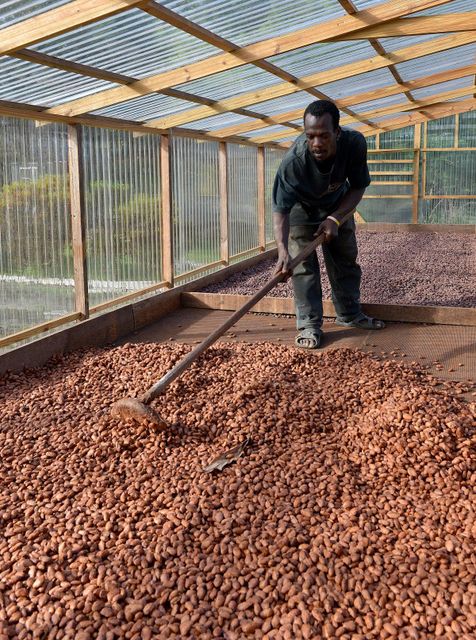 Fresh Quality Cocoa Beans For Chocolate Manufacturing Natural Taste Rich Aroma And Consistent Supply - Image 2
